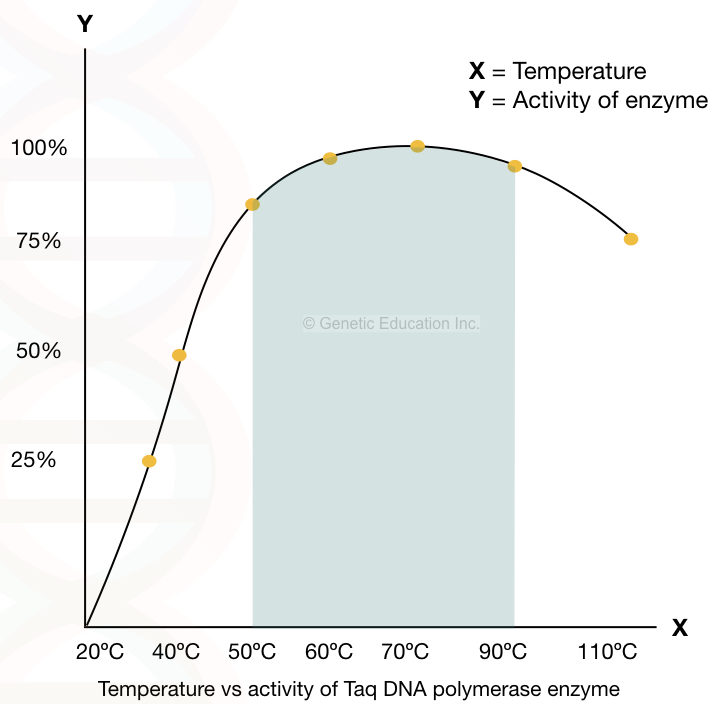 The activity of Taq DNA polymerase at different temperatures.