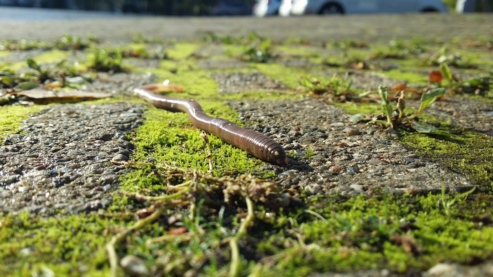 トカゲ 餌 家にあるもの