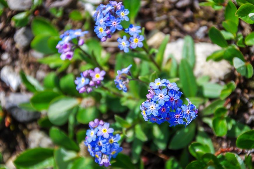 Alpine forget-me-not