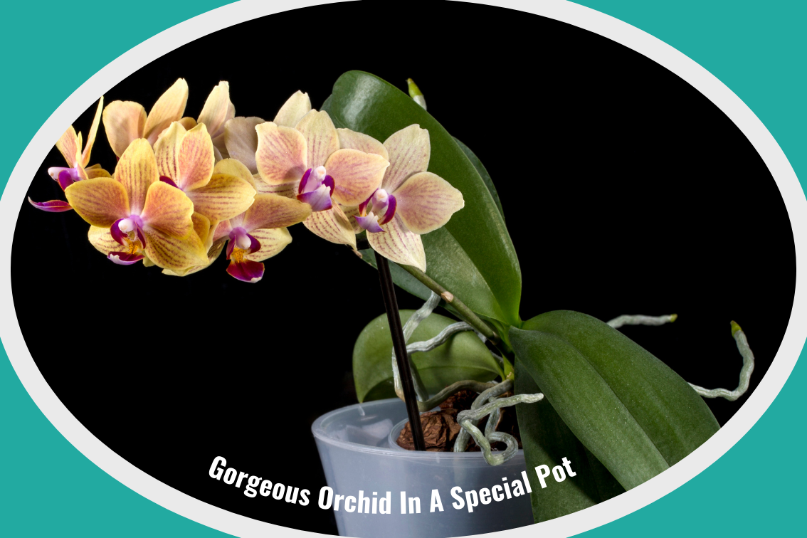 a gorgeous orchid in a special pot