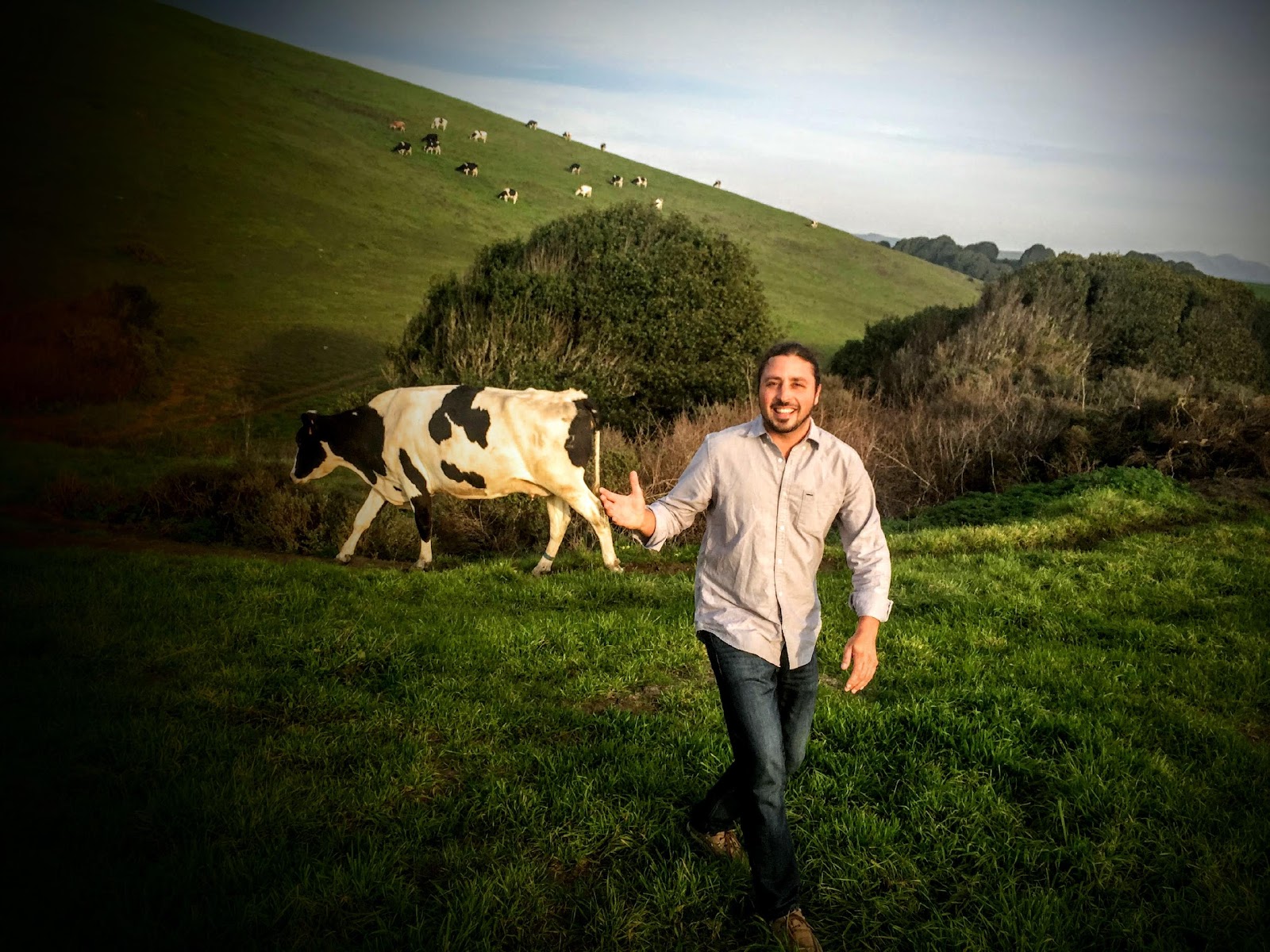 A cow standing on top of a grass covered field Description automatically generated