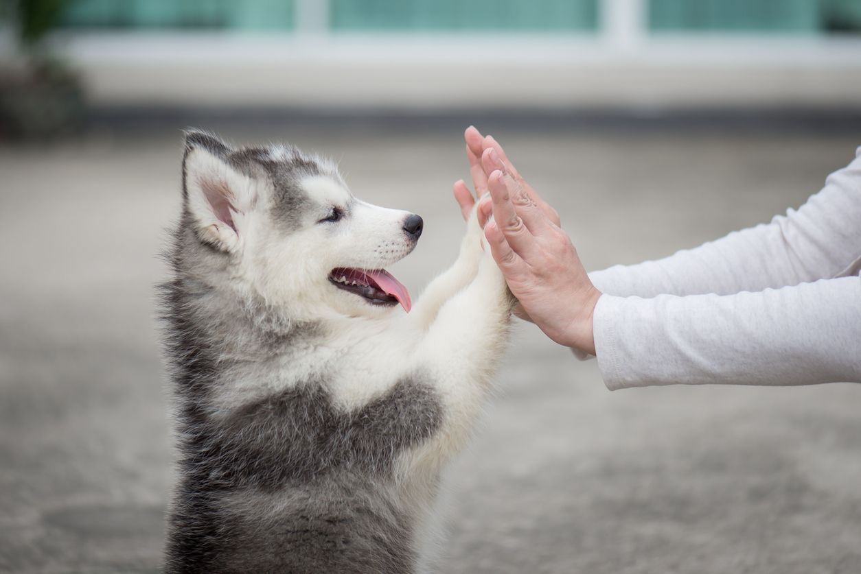 Why does my Dog Wrap his Paws my Arm: 6 minute read — Doggy Talent - about Dog Behaviour