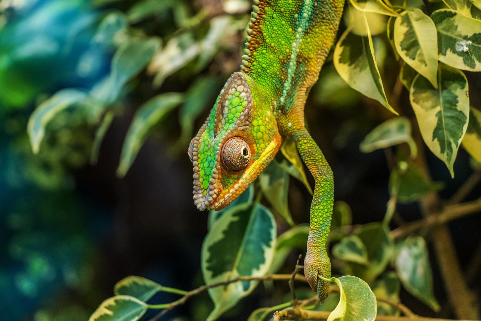 Chameleon climbing a branch
