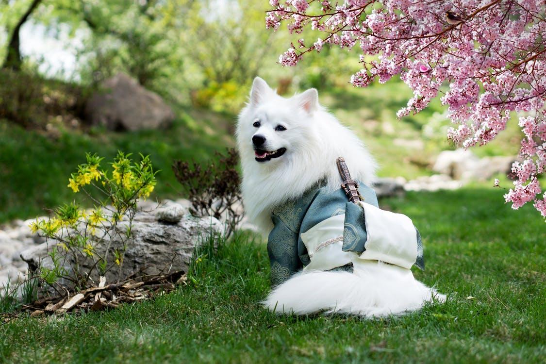 Adult Medium-coated White Dog Standing on Grass Field Beside a Cherry Blossom Tree