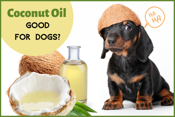 Coconut Oil for Dogs - Health Benefits & Uses - Olewo