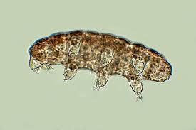 Image result for tardigrades under microscope