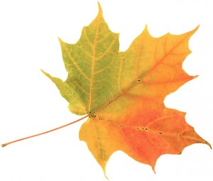 fall-leaf-300x255.jpg