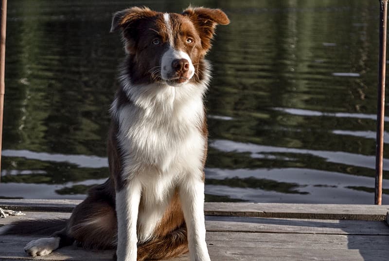 Catahoula Border Collie Mix - Everything You Need To Know