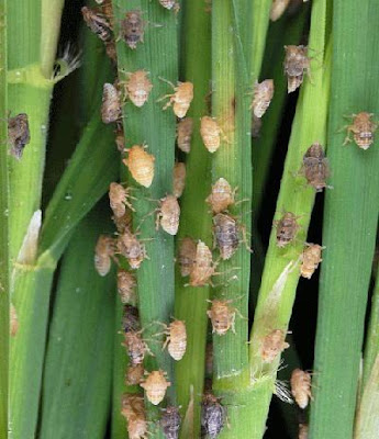 DELPHACIDE (Plant hoppers)