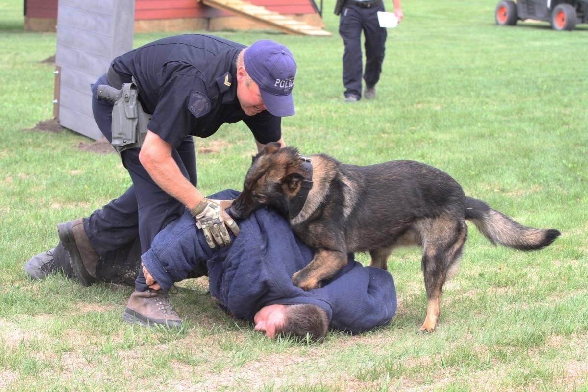 WATCH: Expanded police dog training facility opens in Innisfail – Red Deer  Advocate
