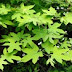 Thôi chanh lá tiêu huyền ( Alangium platanifolium,ALA00094 )