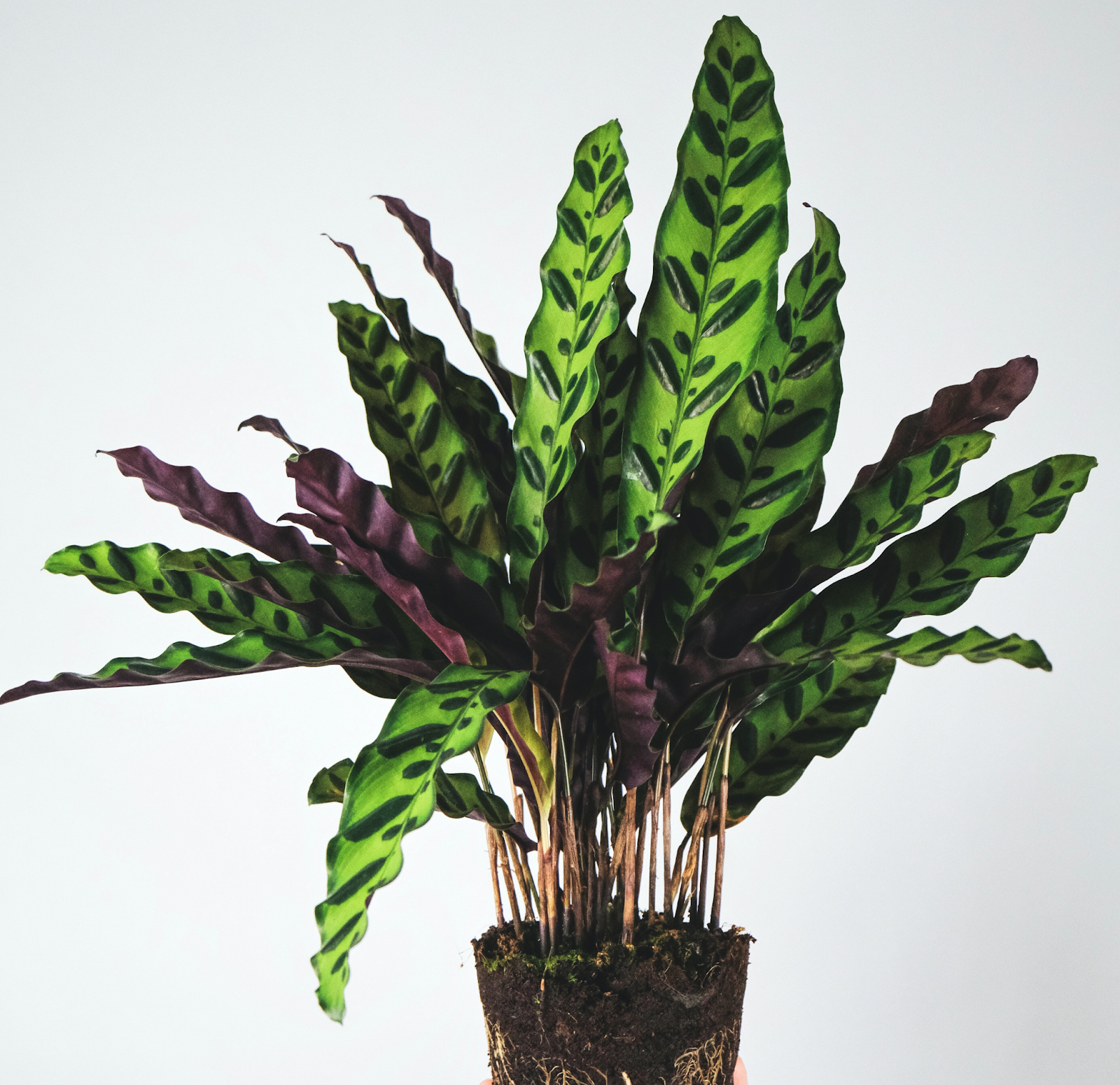 30 Plantes Non Toxiques Pour Votre Chat