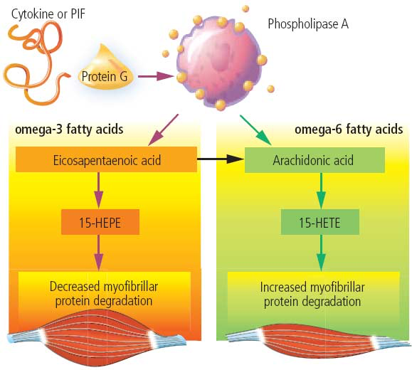 Proposed actions of omega 3 versus 6 fatty acids on skeletal muscle degradation