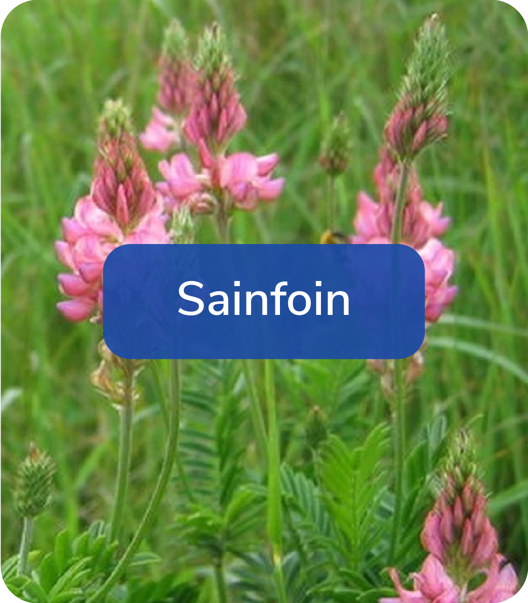 sainfoin