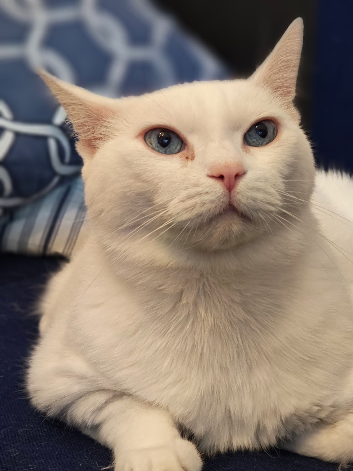 poze cu Xiaomi 13 - pisică ochi albastri