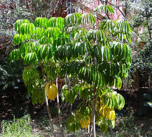 trees name in hindi