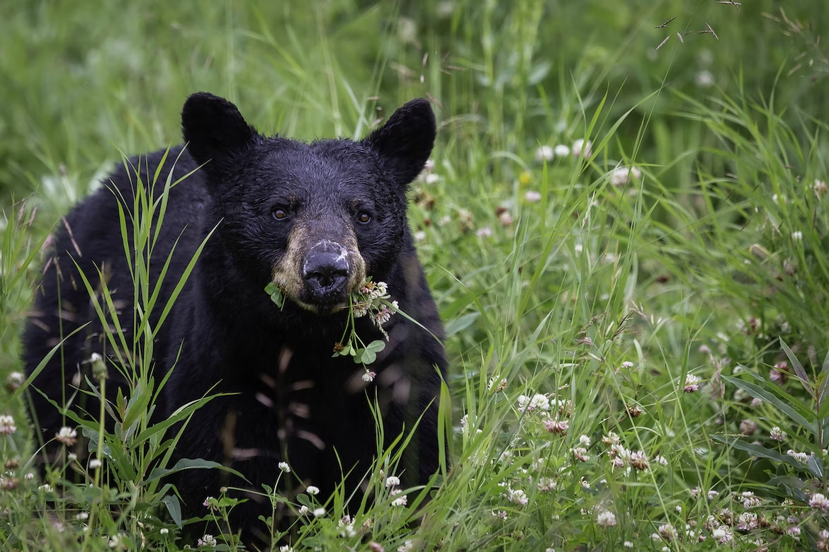 Black bears in Whistler, BC