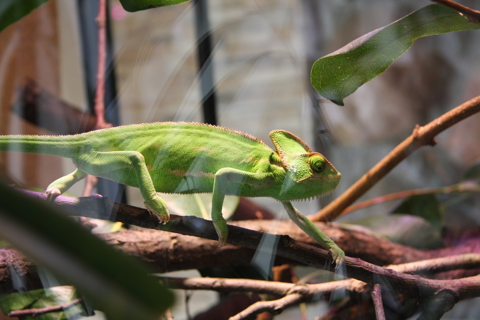 Forest Moss - The Tye-Dyed Iguana - Reptiles and Reptile Supplies in St.  Louis.