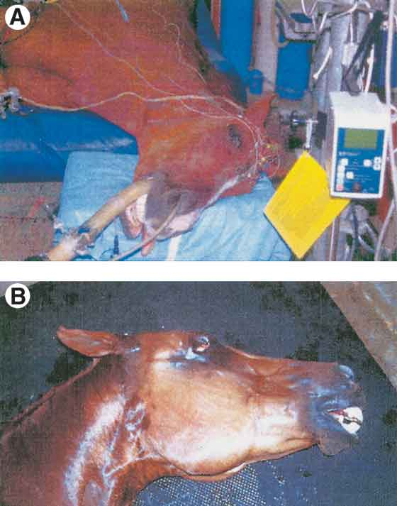 Equine Malignant Hyperthermia | IVIS
