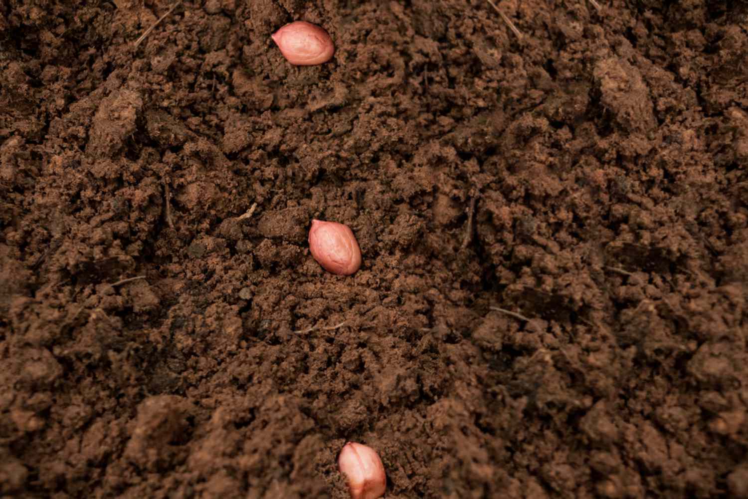 Plant the seeds