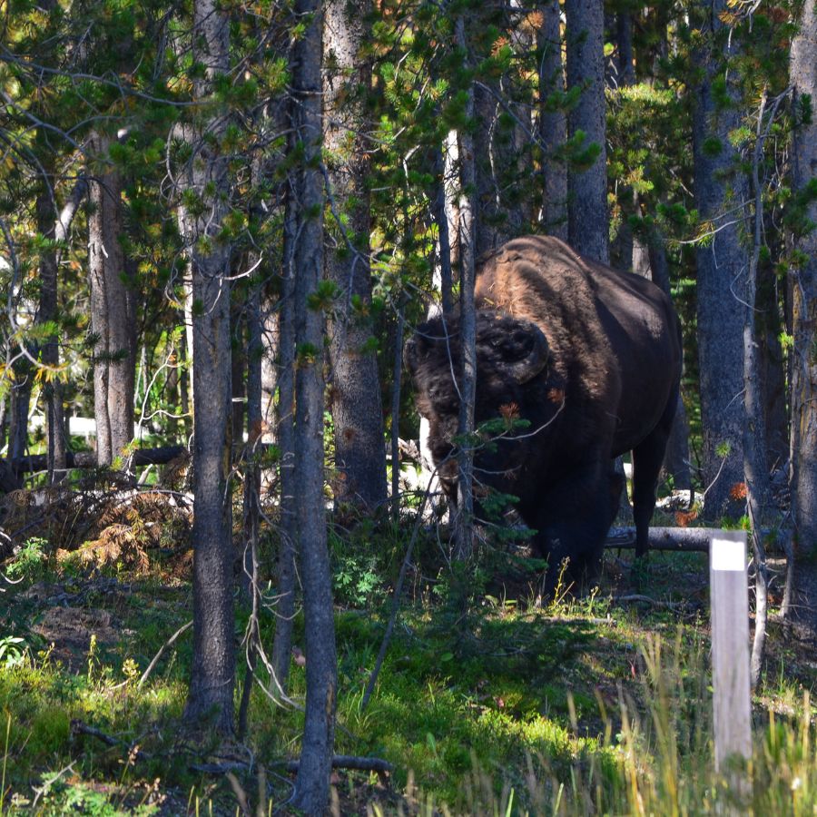 Bison in the woods