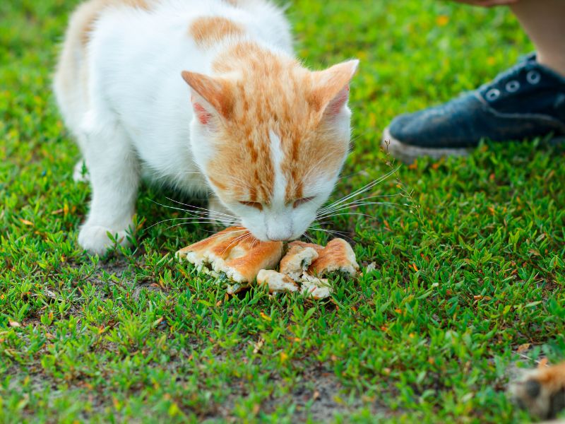 risk-of-feeding-bread-to-cat