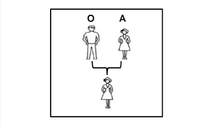 The diagram above shows the blood types of two parents
