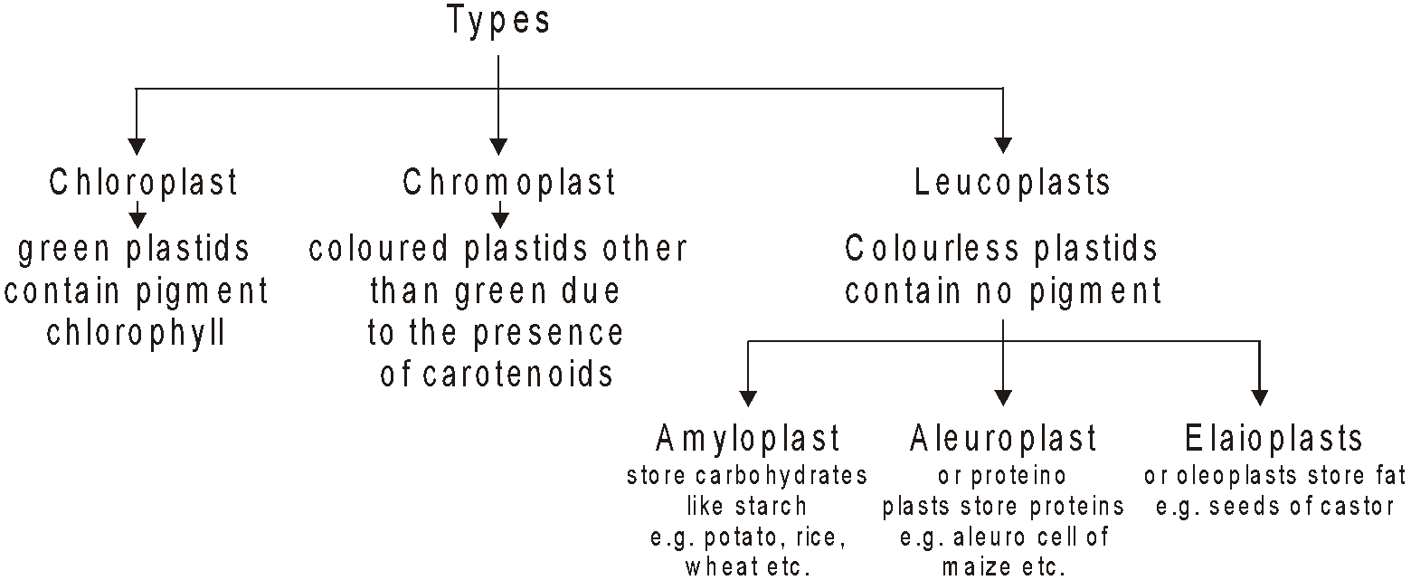 Plastid class 9 biology notes