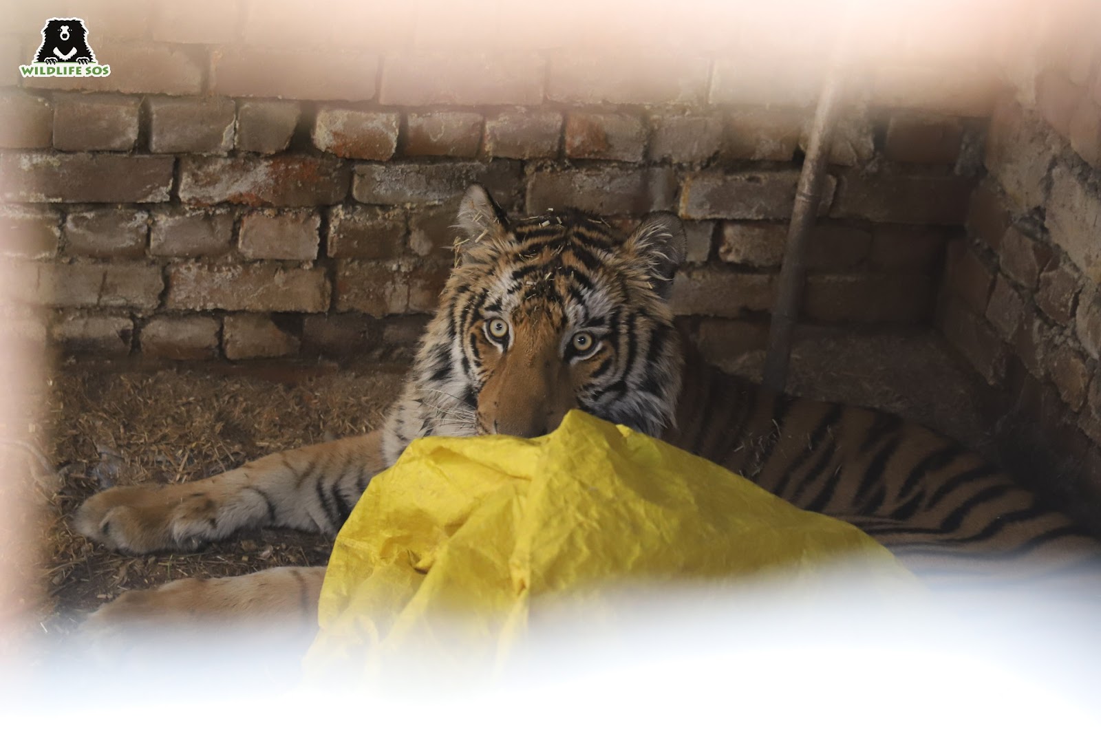 tiger rescue photograph
