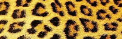 Recensione di Le immutabili macchie del leopardo di Kristopher Jansma