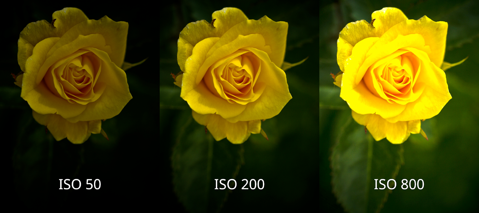 flores