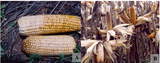 Sintomas da podridão branca da espiga, duas das principais doenças do milho, causadas pelos fungos Stenocarpella maydis e S. macrospora 