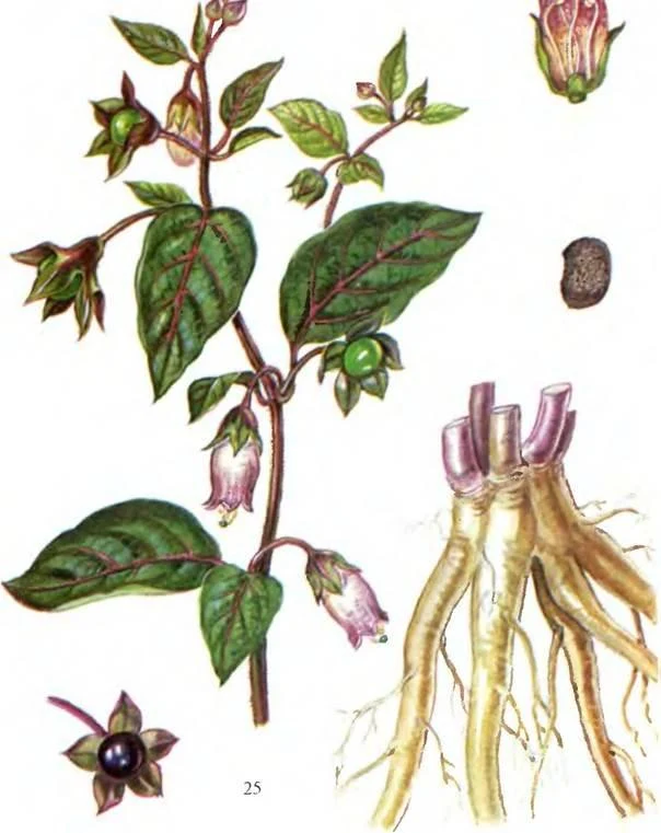 D:\0 wd yedek\acr yedek\1 film indirme\sovremennaya_fitoterapiya_dosyalar\image133.jpg