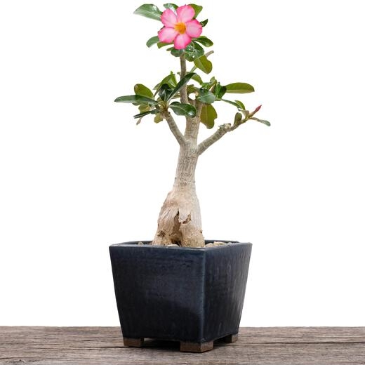 Adenium Plant Care and Grow: Everything You Need to Know