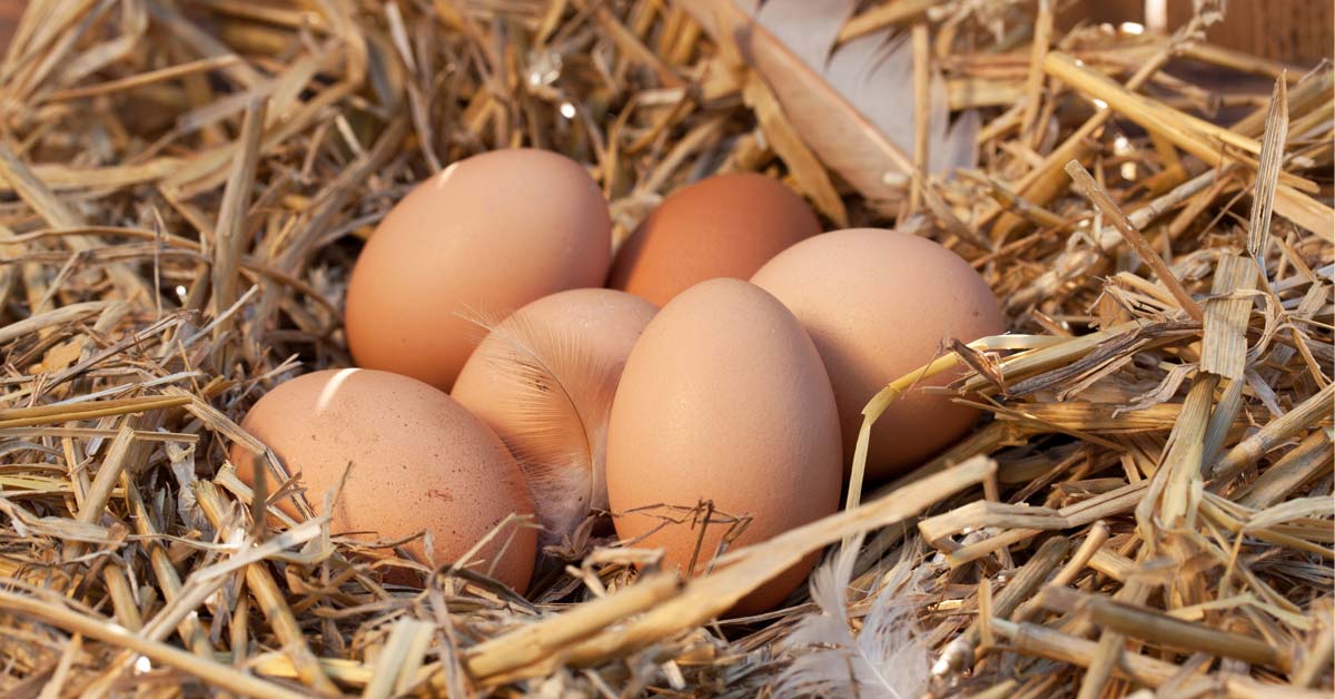 Free-range chickens make healthier eggs