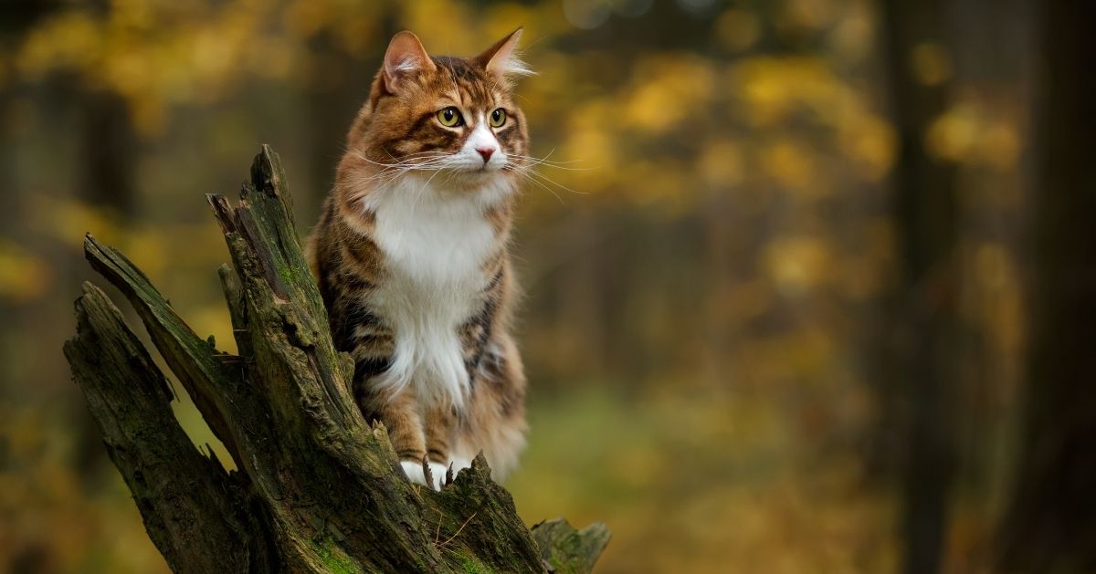 Gato tricolor na árvore