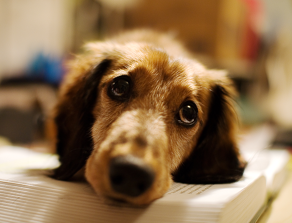 Longhaired_Dachshund_portrait.jpg