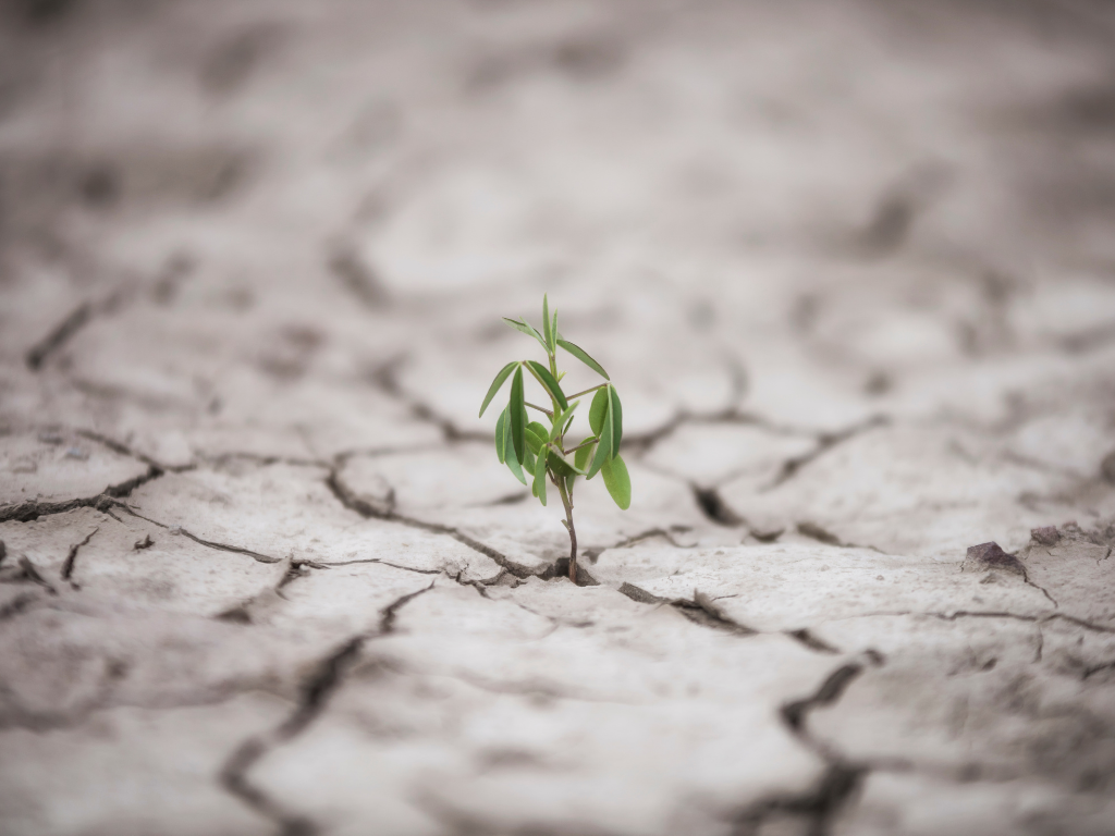 Resilience, plant growing in drought conditions