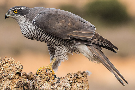 Northern Goshawk