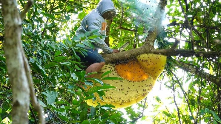 Săn loại ong khổng lồ chỉ có trong rừng già, “dị nhân” kiếm tiền triệu mỗi ngày - 10