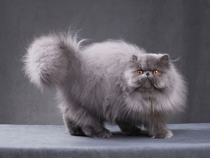 persian-cat