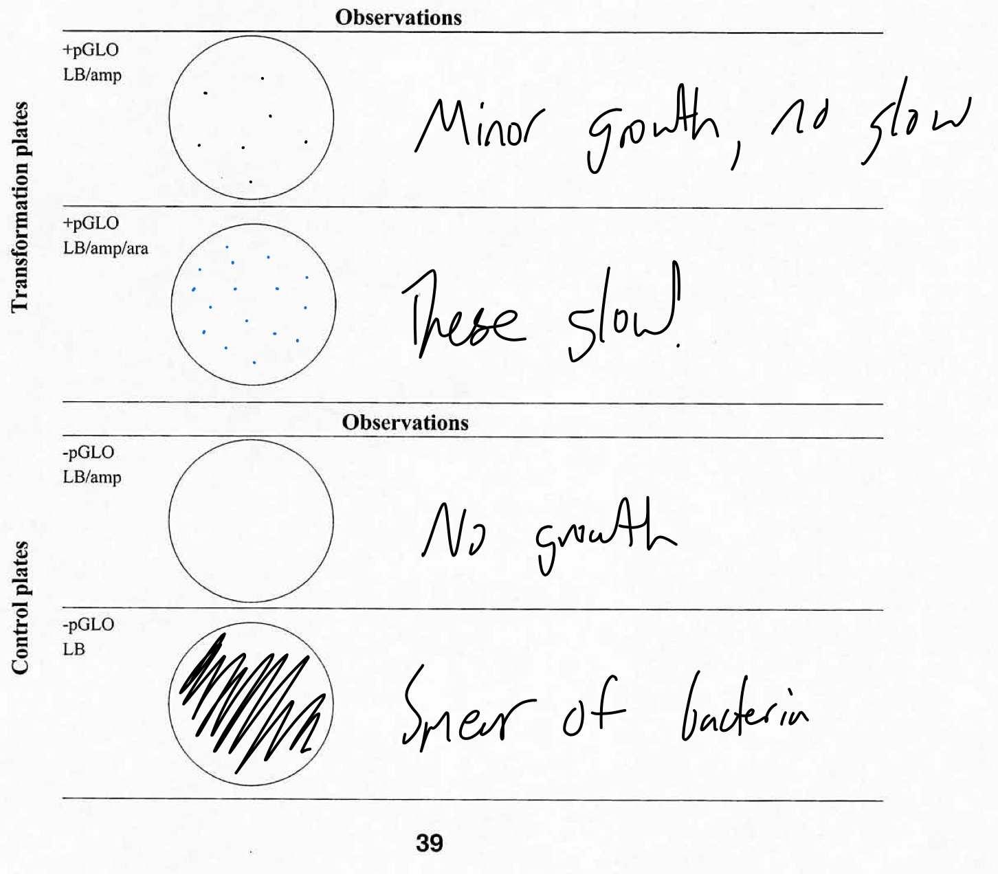 pglo experiment report