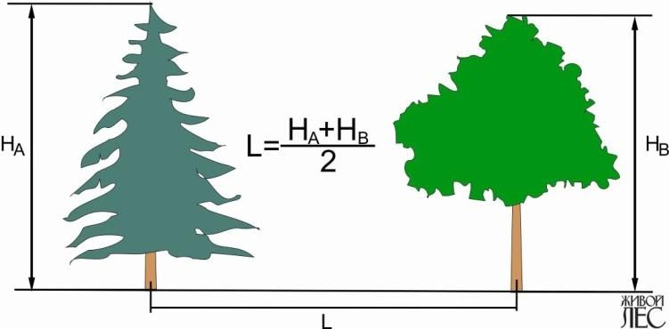 Формула для определения расстояния между деревьями