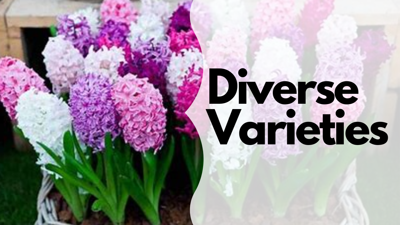 Diverse Varieties and Colours