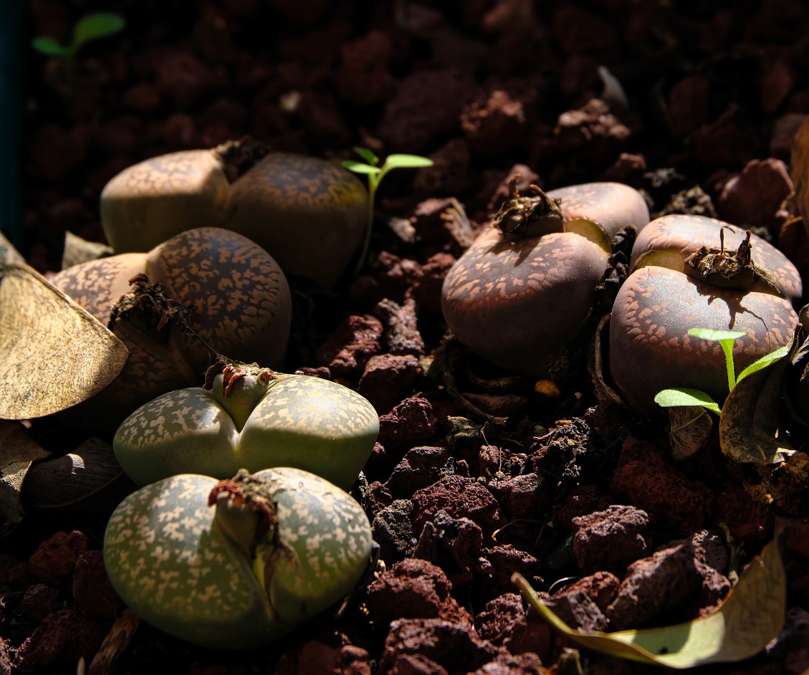 Living stones lithops