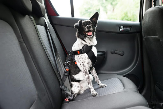 best cars for dogs