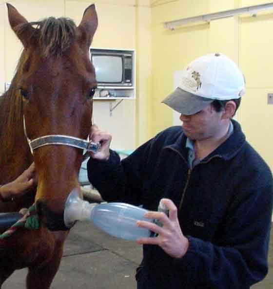 Use of an EquineHaler ® to administer drugs via MDI.