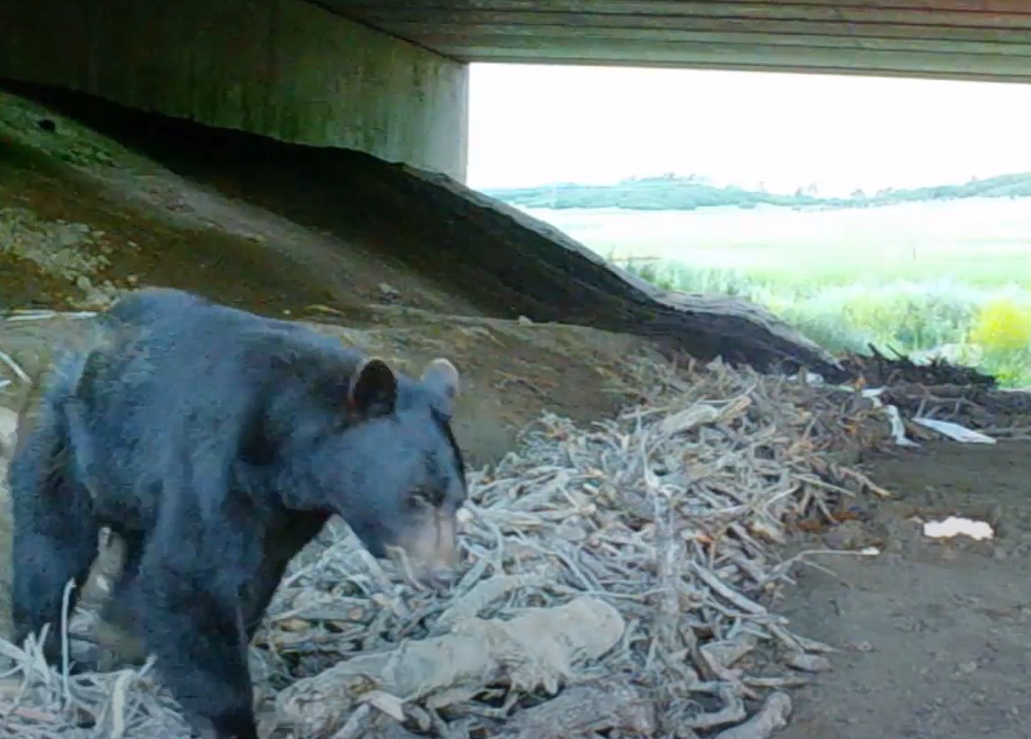 Black bear walks under underpass