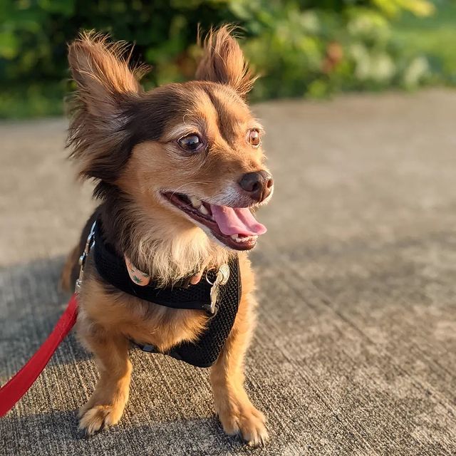 a long haired chihuahua mix