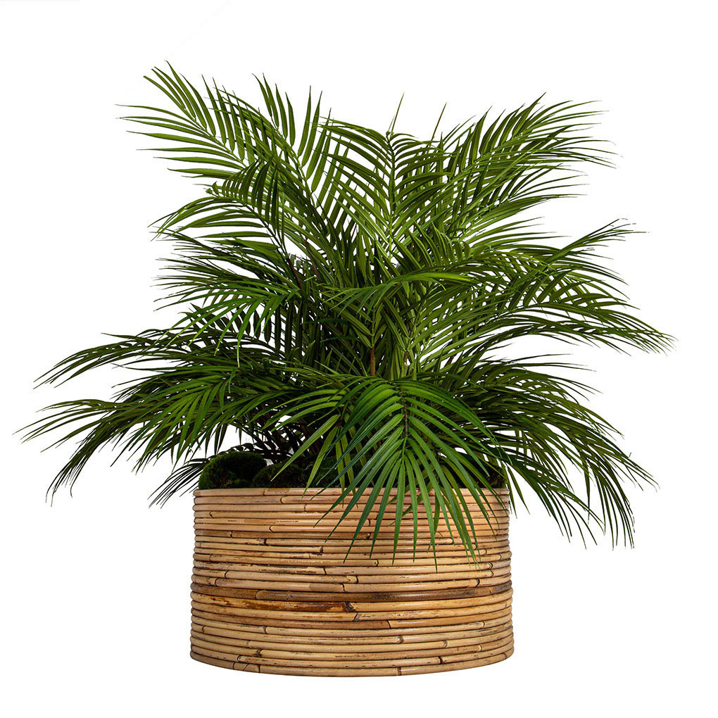 palm in Haiti pot